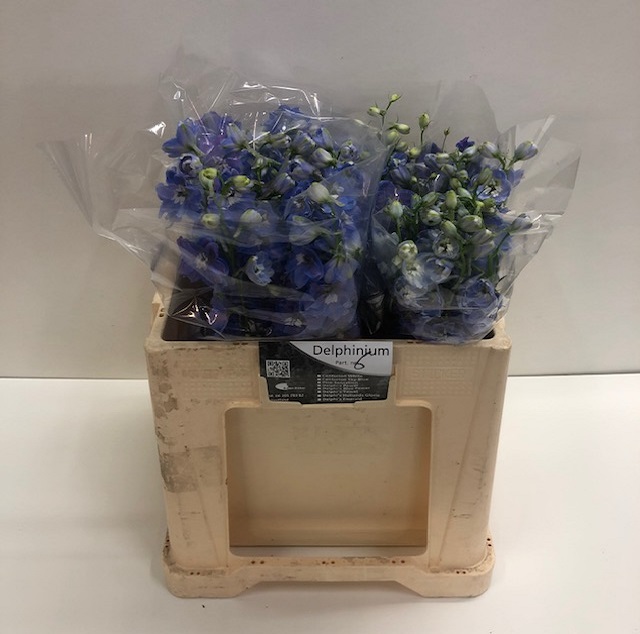 Delphinium el guardian blue.jpg